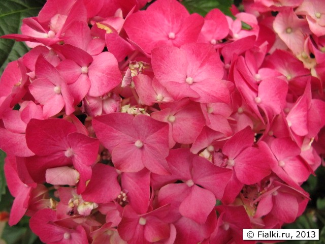 Hydrangea