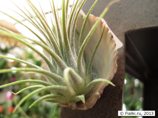 plant