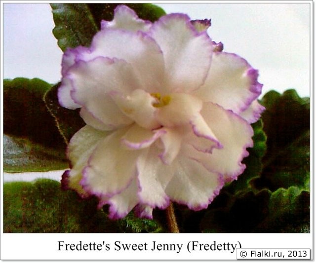 фиалка Fredette's Sweet Jenny