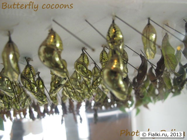 Butterfly cocoons