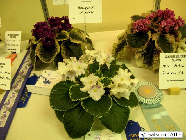 plant