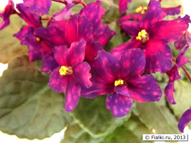 plant