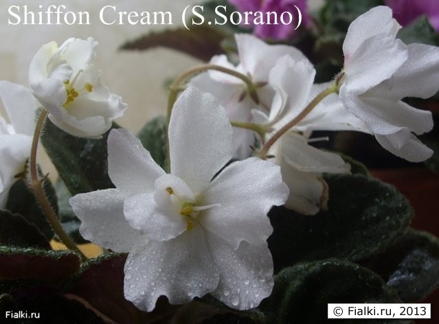Shiffon Cream