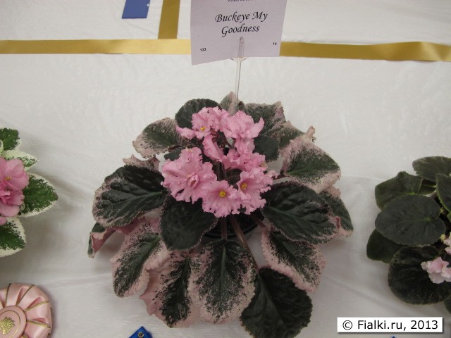 plant