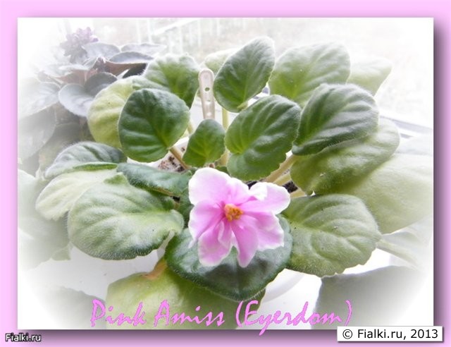 Pink Amiss (Eyerdom)