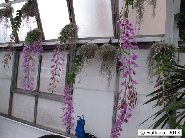orchid