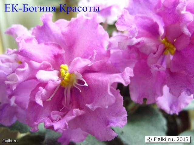 ЕК-Богиня красоты