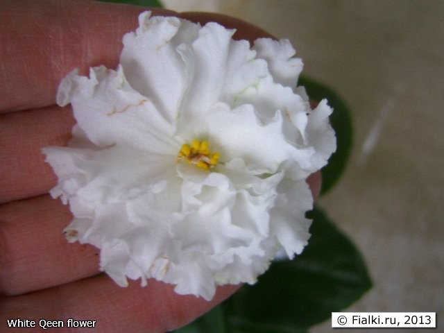 White Qeen flower