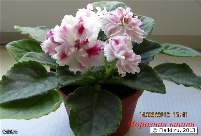 Морозная вишня