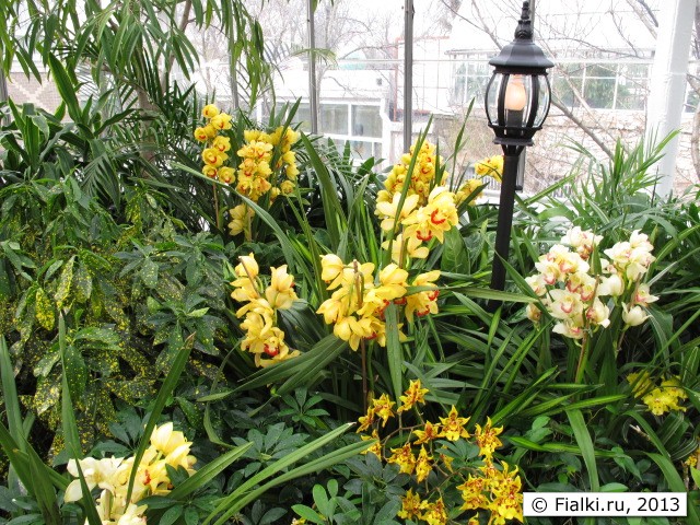 orchid
