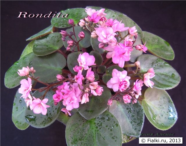 Фиалка Pink Mint