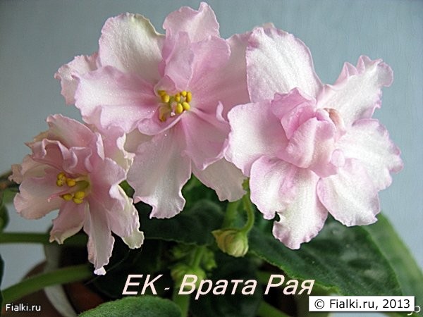 ЕК - Врата Рая