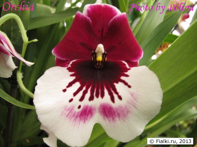 orchid