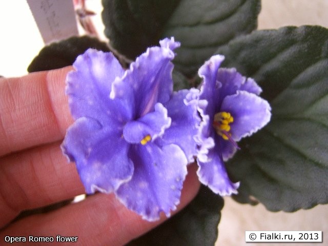 Opera Romeo flower