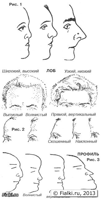 Название лбов. Форма лба криминалистика. Форма подбородка криминалистика. Типы носа криминалистика. Подбородок криминалистика криминалистика.