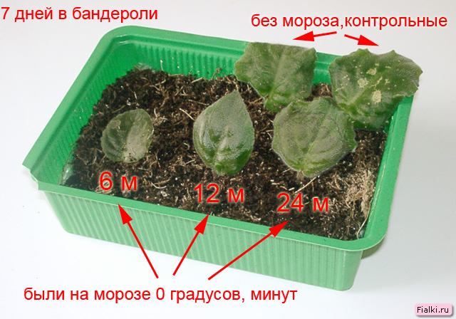 Выжили при замораживании