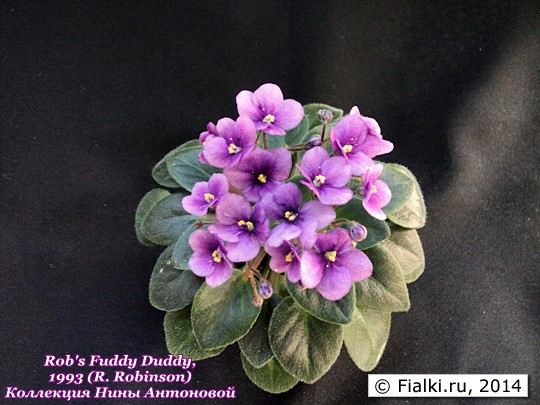 Rob's Fuddy Duddy,1993 (R. Robinson)8