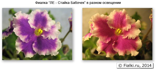 Фиалка «ЛЕ-Стайка Бабочек» в дневном и вечернем освещении