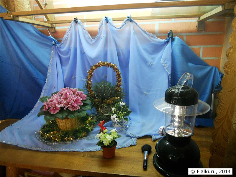 Весёлые картинки или Как устроить фотостудию для фиалок в условиях обычной квартиры