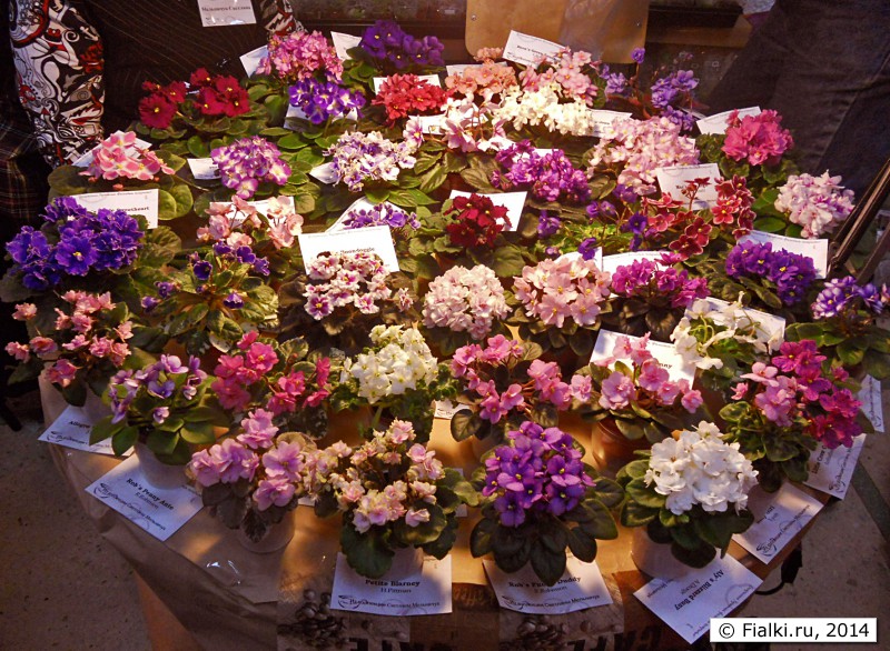 DSCN0398 1
