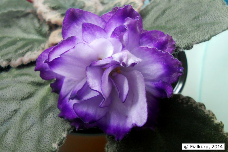 Buckeye Blushing