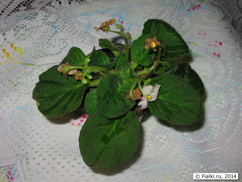Фиалки (8)