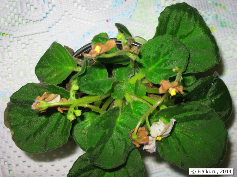 Фиалки (11)