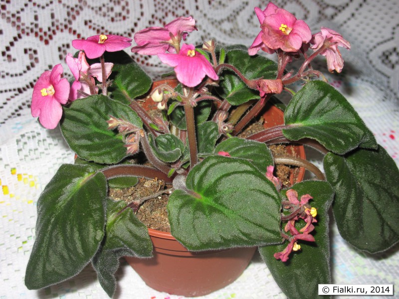 Фиалки (3)