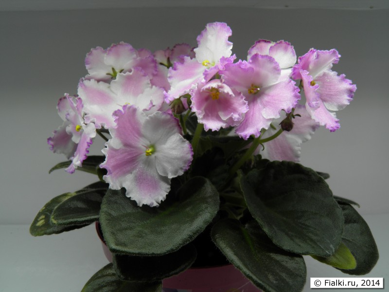 P3180631