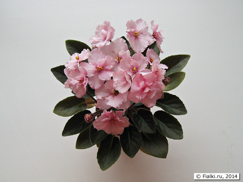 Фиалка Ness Satin Rose