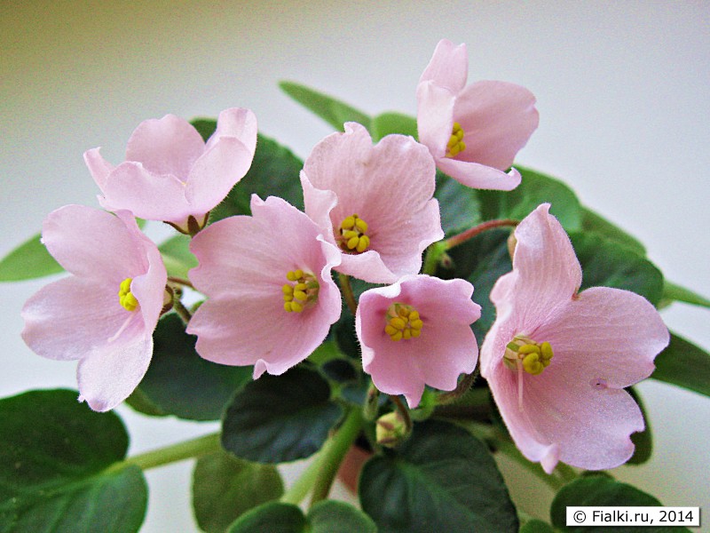 Фиалка Ness Satin Rose