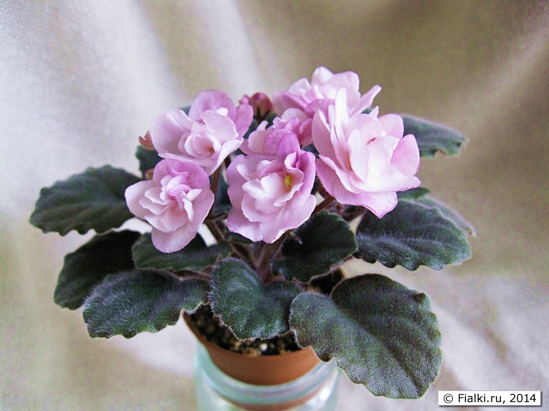 Фиалка Ness Satin Rose