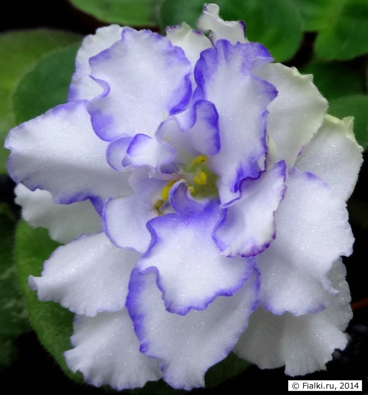 DSC01971