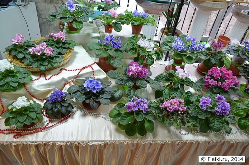 Авито Фиалки Купить