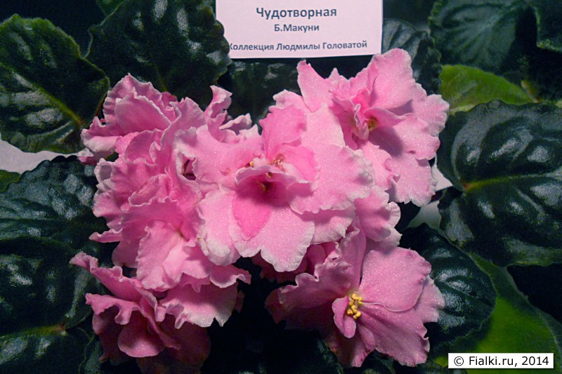 Чудотворная