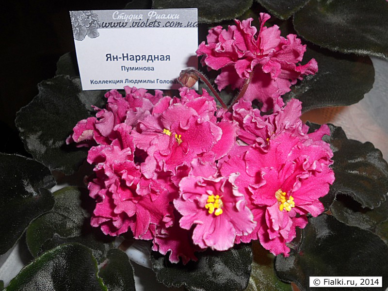 Ян-Нарядная