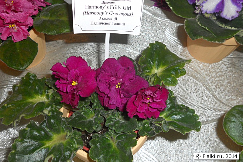 Harmony's Frilly Girl
