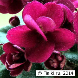 Presious Red, H.Pittman, цветок, фиалка, мини