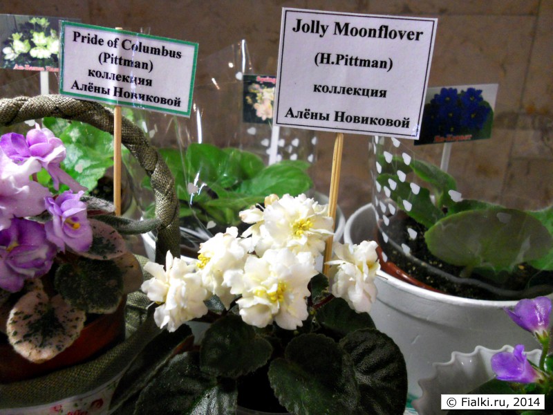 Jolly Moonflover