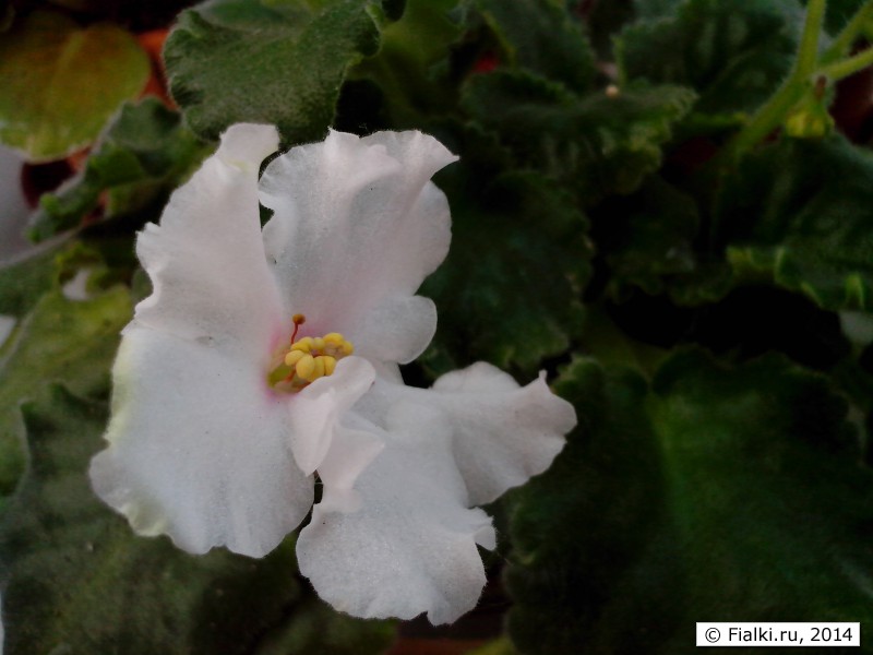 IMG_20130707_110849