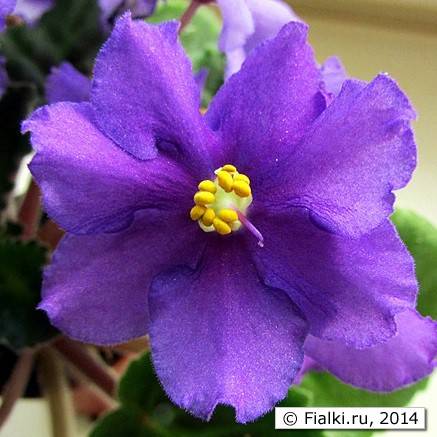 Honky Tonk Bluos, LLG/Sorano, цветок