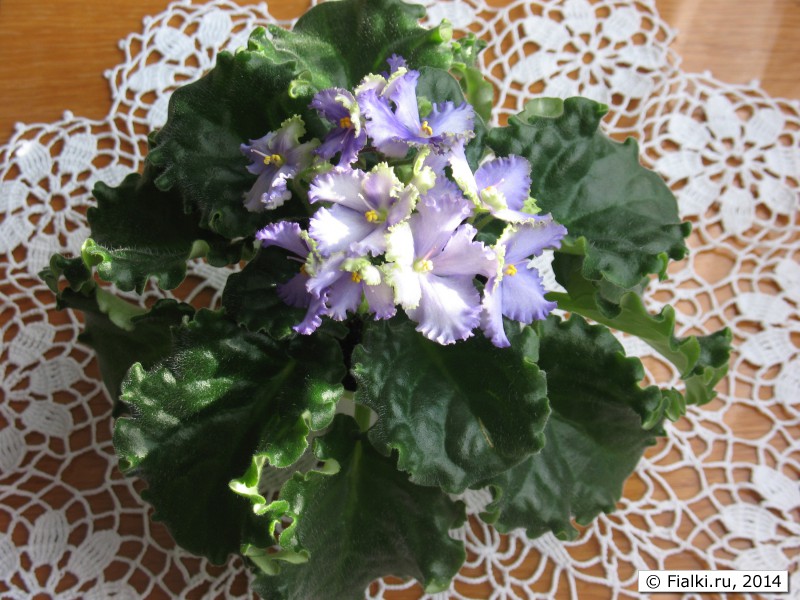 Фиалки (6)