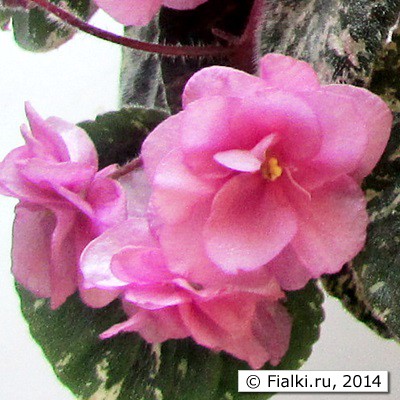 Ellie Gardner, P.Harris, цветок