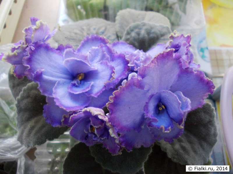 Blue Dragon_2