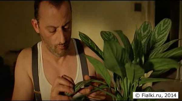 Leon