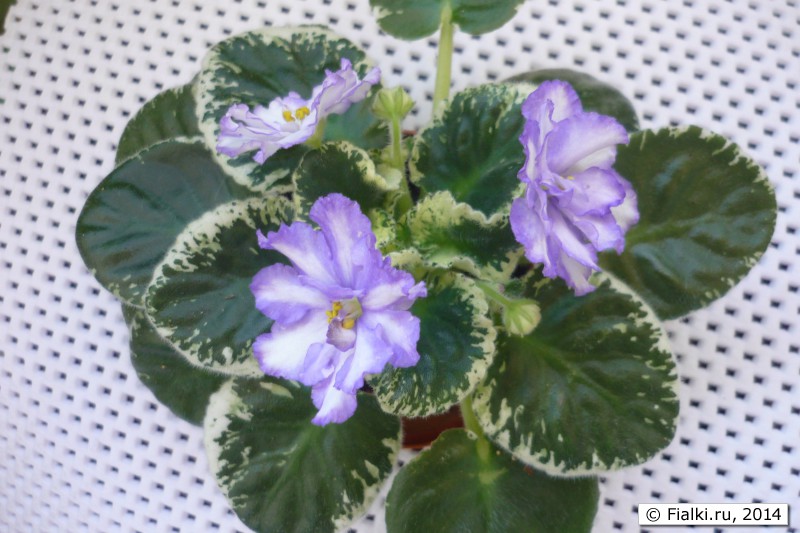 P1060191
