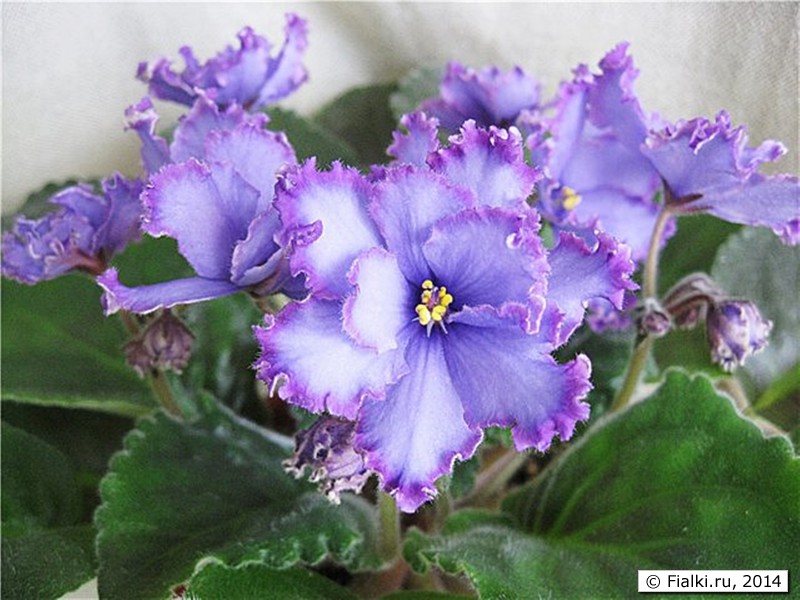 Blue Dragon, LLG/Sorano, цветок