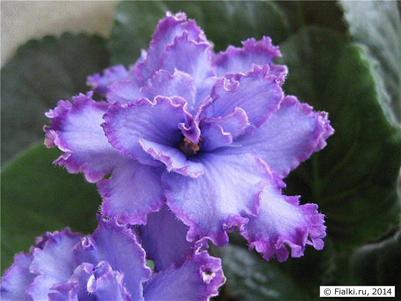 Blue Dragon, LLG/Sorano, цветок