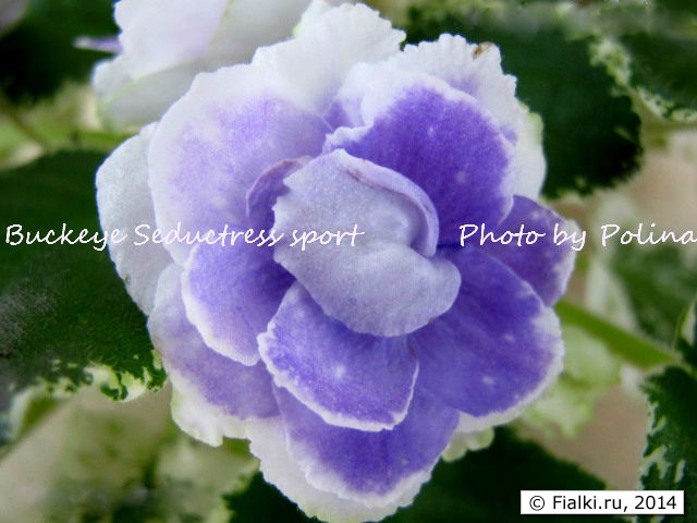 Buckeye Seductress sport