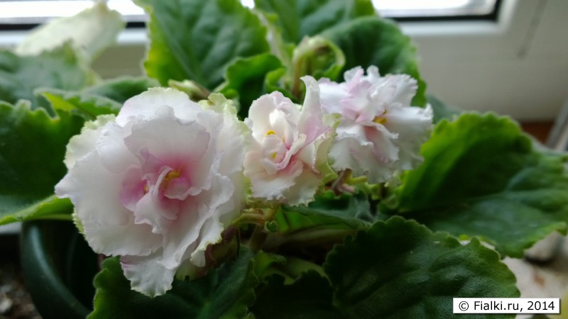 Spring Kiss